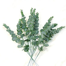 Green Plants Eucalyptus Leaf Branch