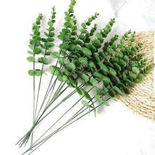 Green Plants Eucalyptus Leaf Branch